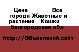 Zolton › Цена ­ 30 000 - Все города Животные и растения » Кошки   . Белгородская обл.